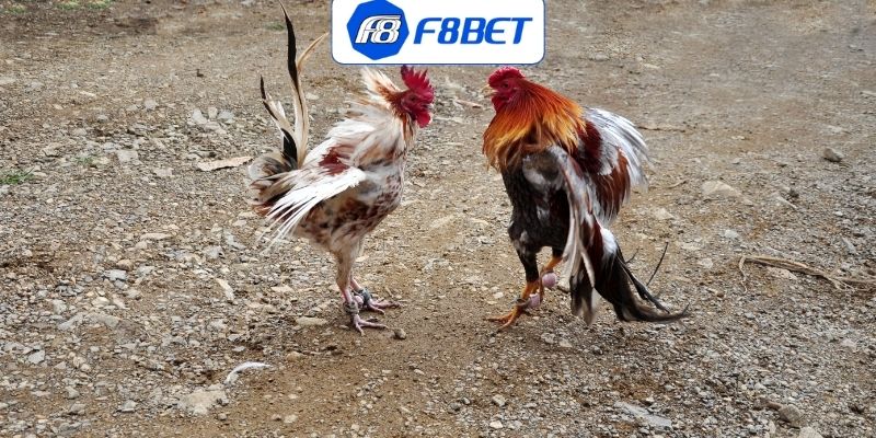 Đá Gà Thomo - Đấu Trường Tuyệt Đỉnh Với Tiền Thưởng Siêu Sốc