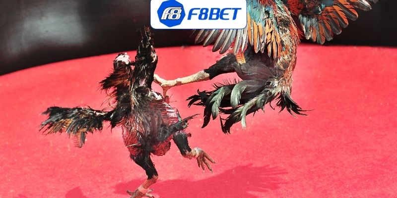 Hình thức đá gà Thomo hiện có