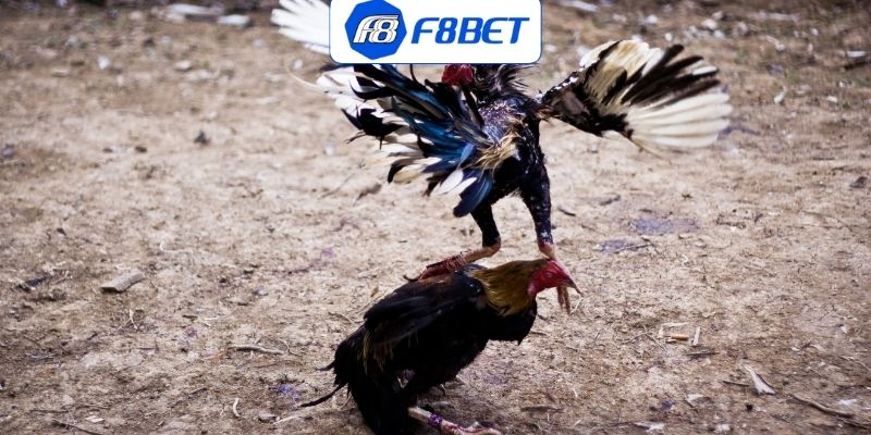 Số lượng trận đấu đá gà Thomo mỗi ngày siêu khủng