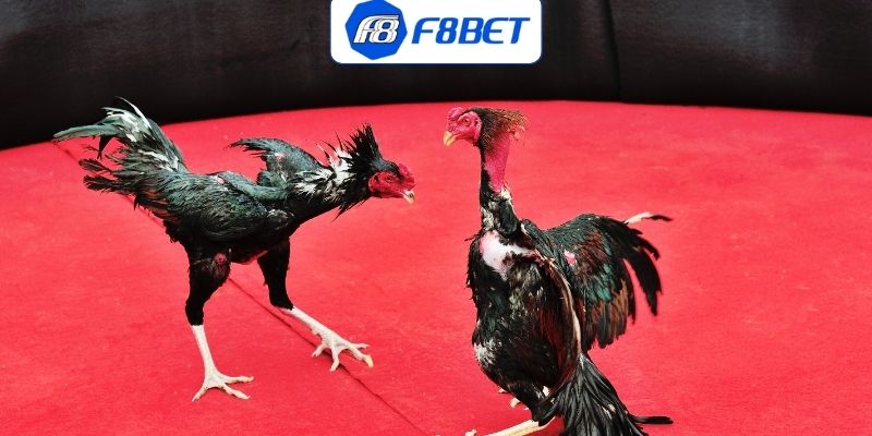 Tìm hiểu về loại hình chọi gà Thomo uy tín